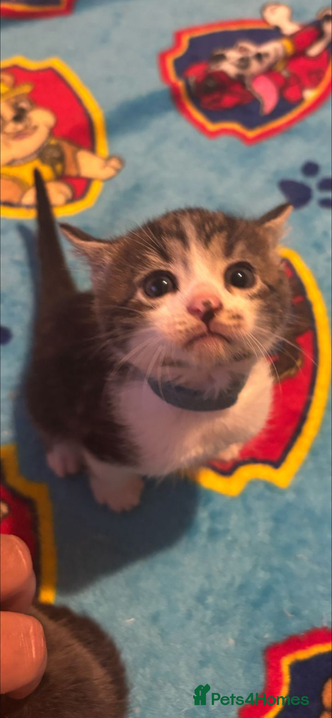 Mixed Breed cats for sale: 11 beautiful kittens  - Image 6