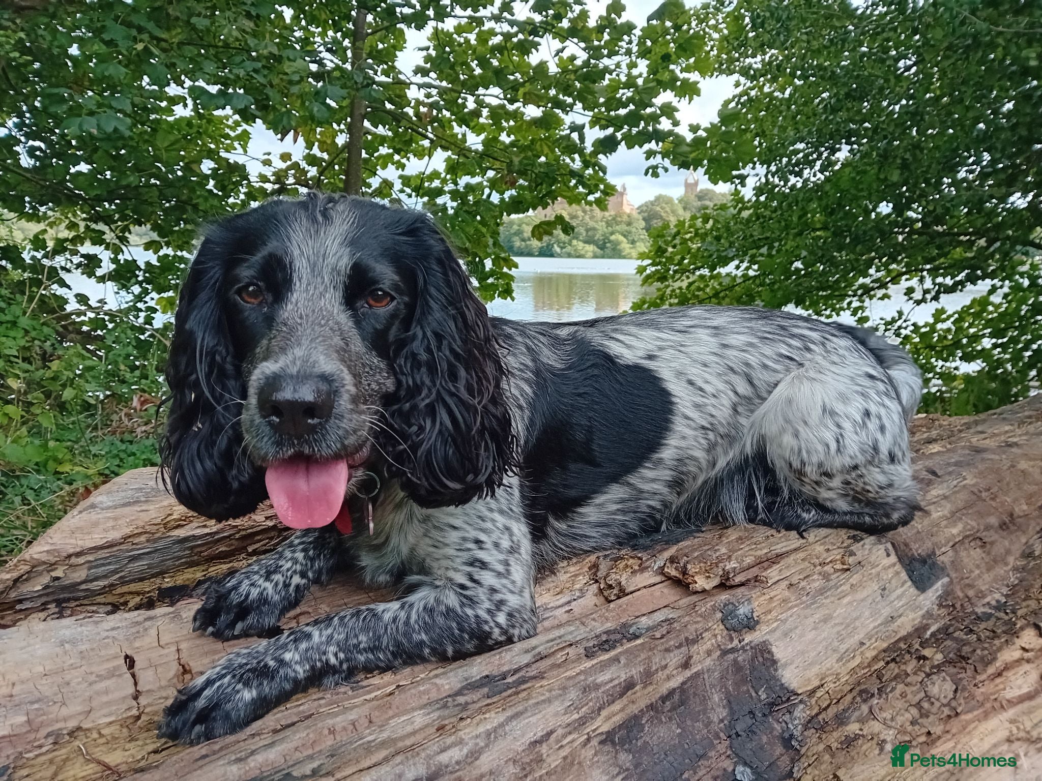 Cocker Spaniel dogs for sale: Stunning Blue Roan Working Cocker Spaniel Puppies - Advert 1