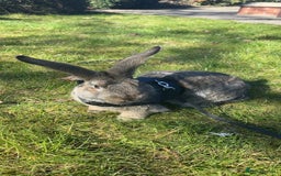 Mixed Breed rabbits for sale: Female mixed breed rabbit  - Advert 6