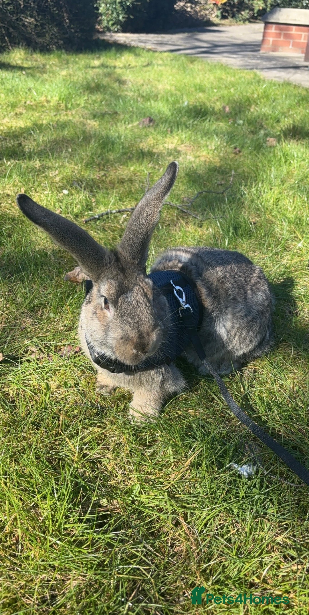 Mixed Breed rabbits for sale: Female mixed breed rabbit  - Advert 6