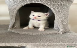 Ragdoll cats for sale: GCCF Seal point and bi colour Ragdoll Kittens - Image 26