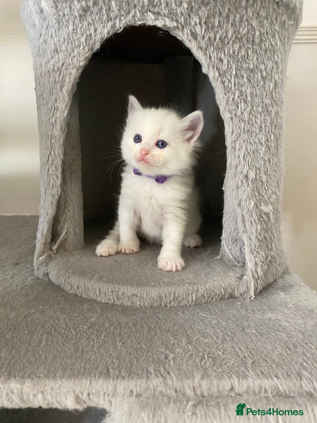 Ragdoll cats for sale: GCCF Seal point and bi colour Ragdoll Kittens - Image 26