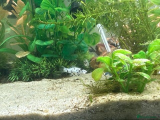 Mollies fish Baby Dalmatian Mollies - Advert 5