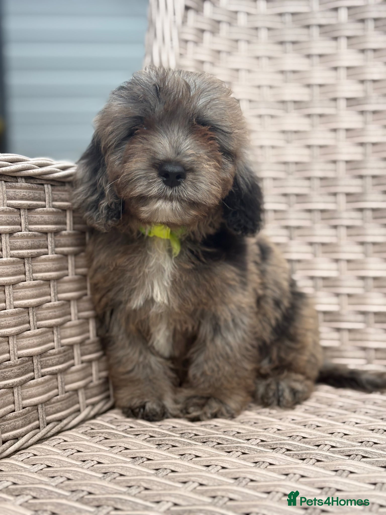 Cockapoo dogs Stunning f1 cockapoo puppies 🐶  - Advert 1