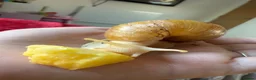Snails invertebrates for sale: Albino African Land Snail Babies  in Bristol - Advert 3