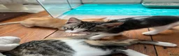 Mixed Breed cats for sale: Beautiful kittens need loving homes 🩷 in London - Advert 7