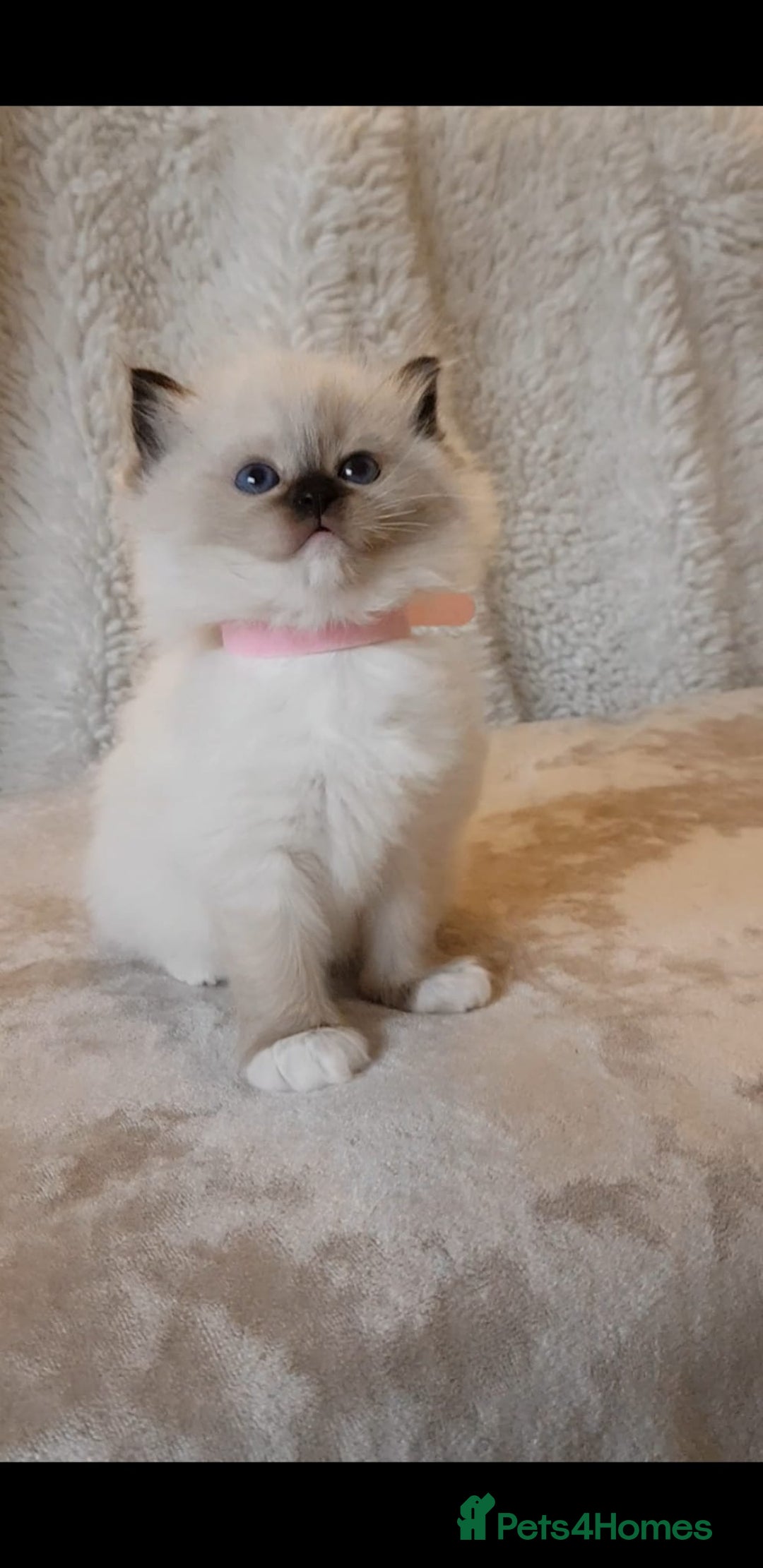 Ragdoll cats for sale: Exceptional Bloodlines Ragdoll kittens  - Advert 15