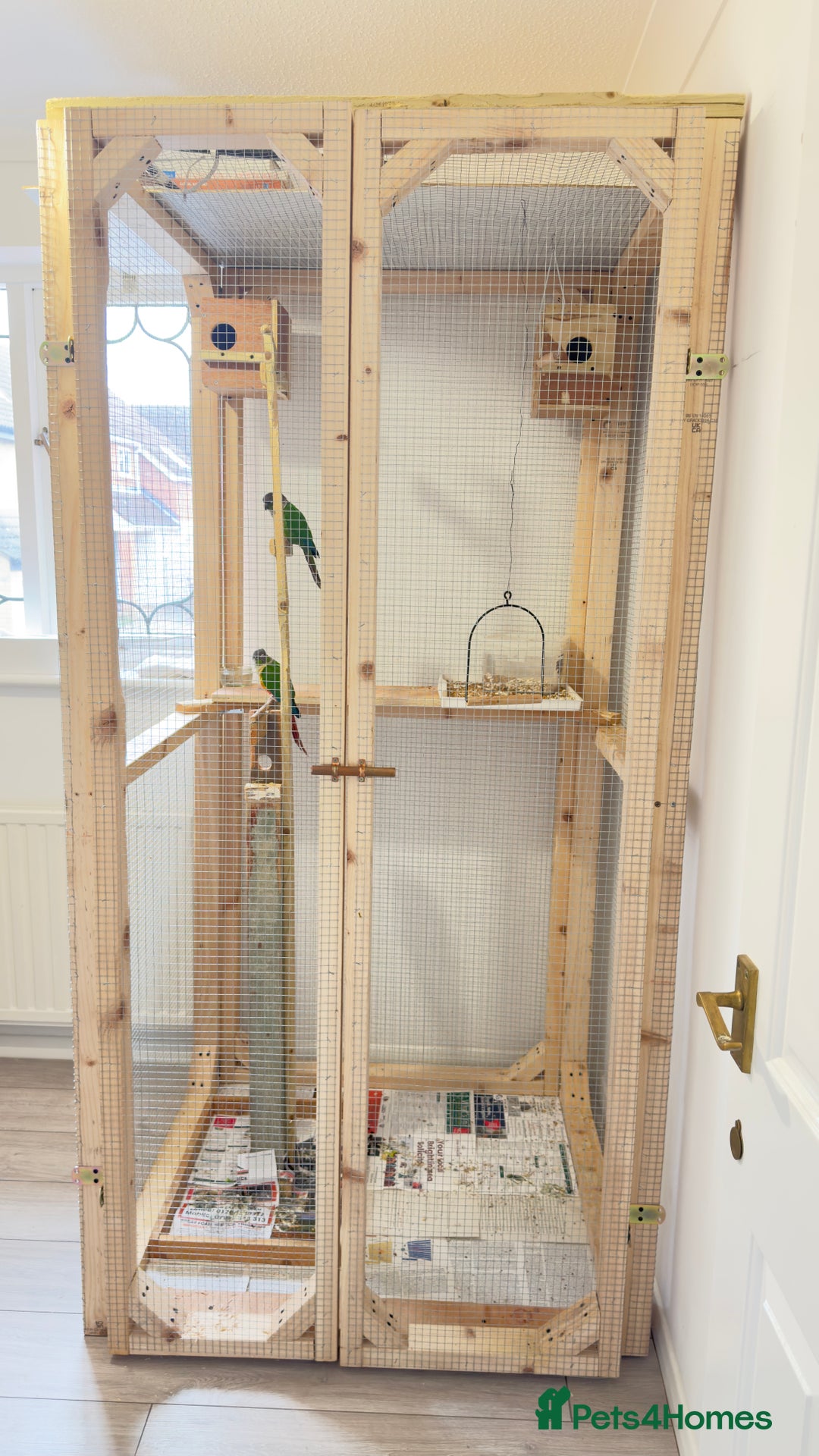 Conures birds for sale: Pair Conure - Advert 1
