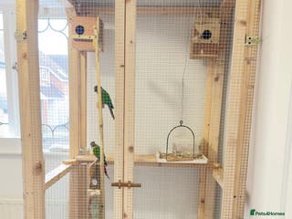 Conures birds Pair Conure - Advert 1