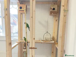 Conures birds Pair Conure - Advert 18