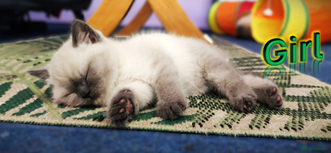 British Shorthair cats for sale: BSH Kittens Ready For New Homes Now - Image 3