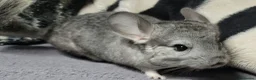 Chinchilla rodents for sale: Baby female chinchillas - Advert 4