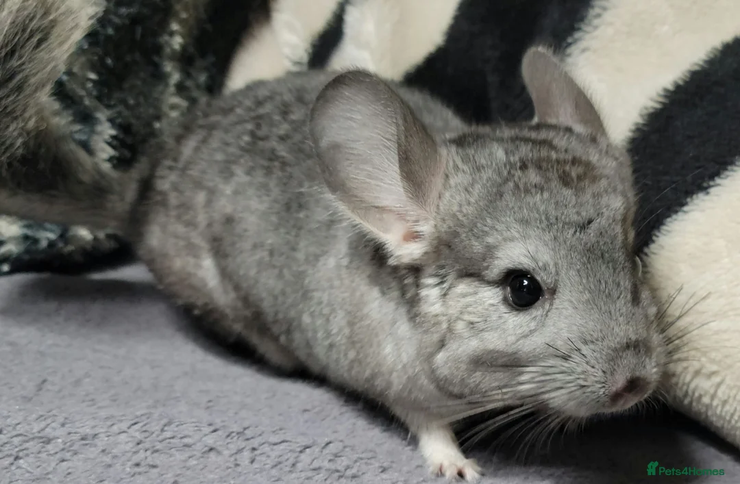 Chinchilla rodents for sale: Baby female chinchillas - Advert 4