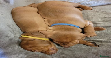 Hungarian Vizsla dogs - Advert 14