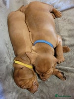 Hungarian Vizsla dogs - Advert 2