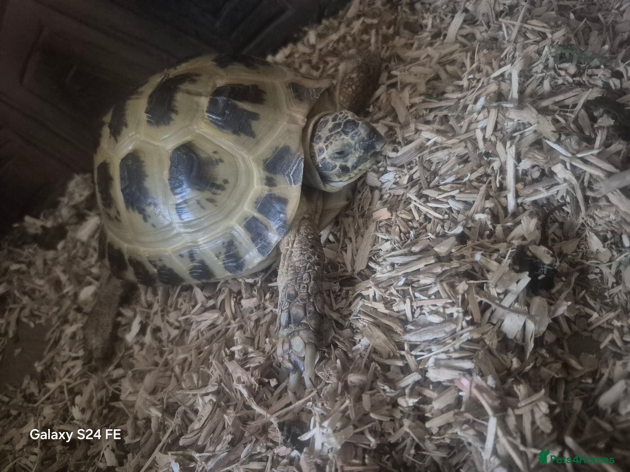Tortoise reptiles Horsefield tortoises  - Advert 1