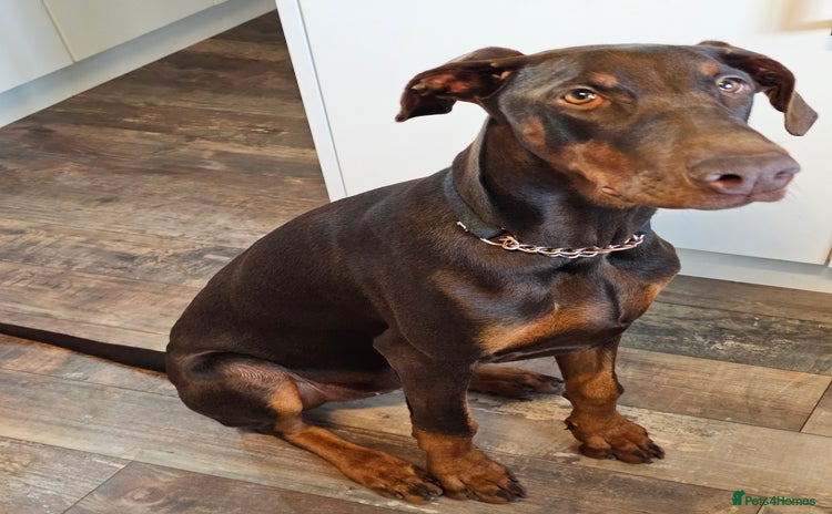 Dobermann dogs - Advert 3