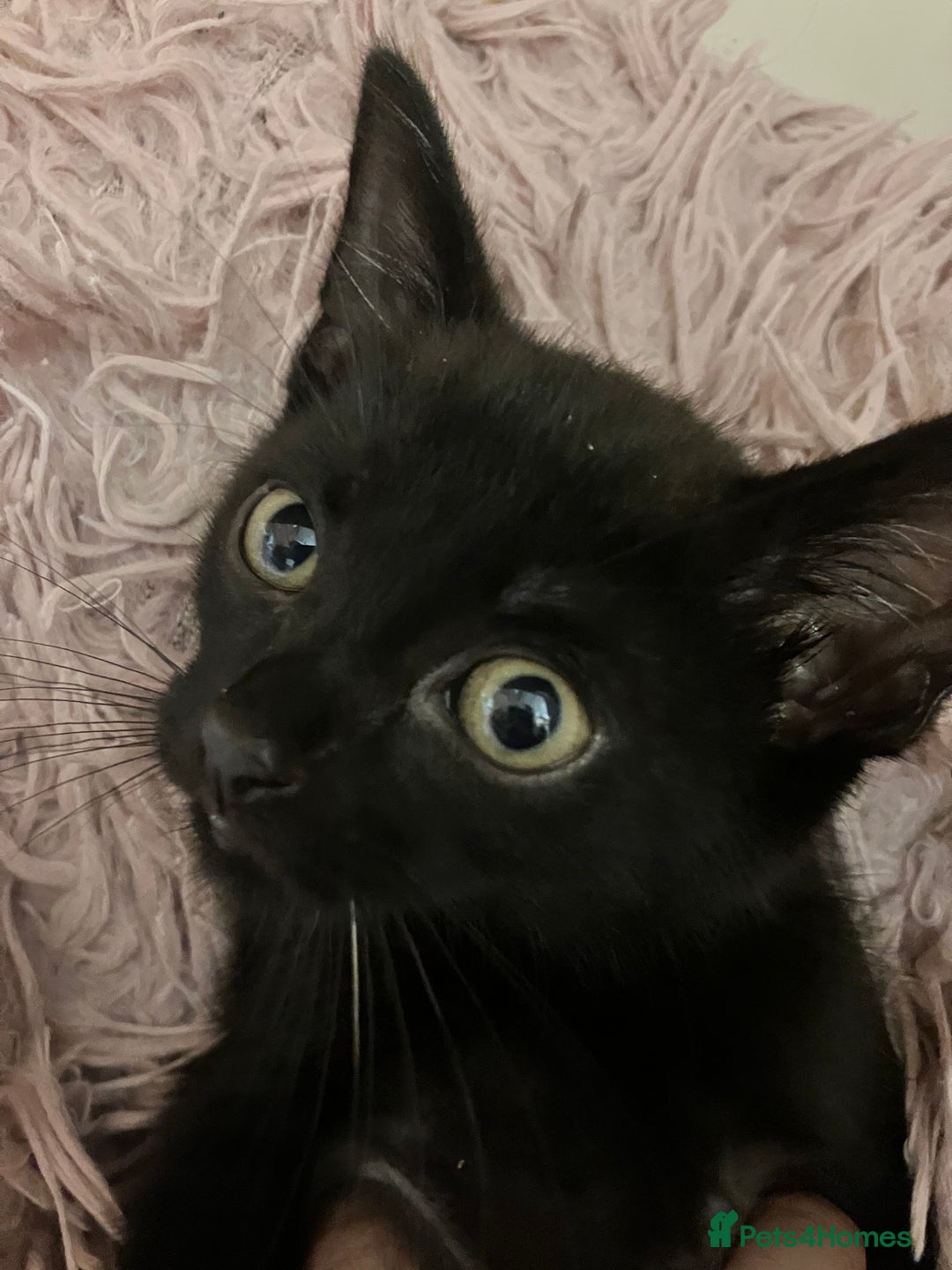 Mixed Breed cats for sale: Lovely little kittens for sale - Image 5