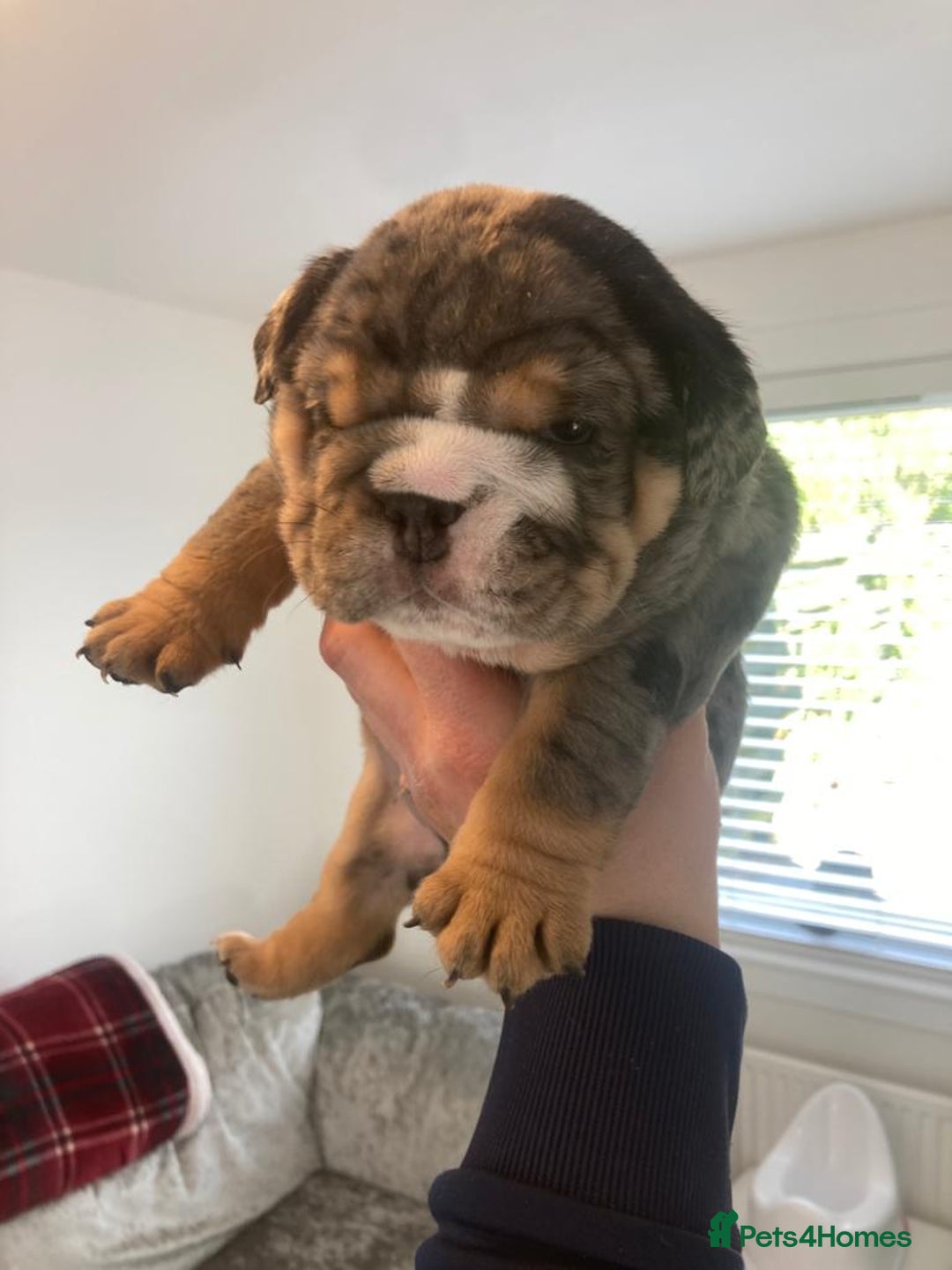 English Bulldog dogs for stud: Chocolate & Tan Merle Bulldog Stud Proved - Advert 6
