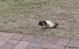 Mini Lop rabbits for sale: beautiful mini lops ready for new homes  - Image 5