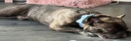 French Bulldog dogs for sale:  **  only  in Blackpool - Advert 6