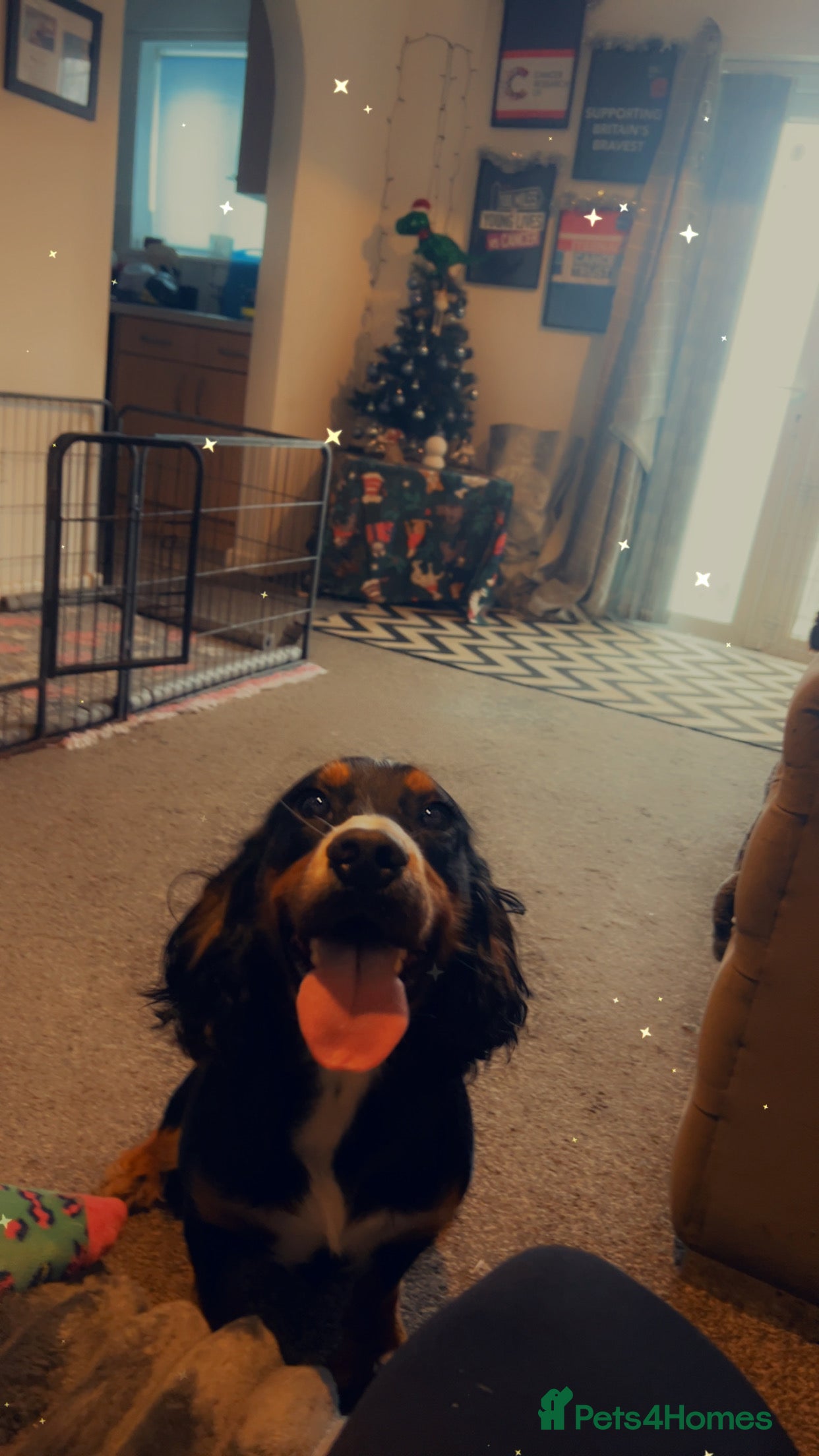 Cocker Spaniel dogs Looking for an active home  - Advert 3