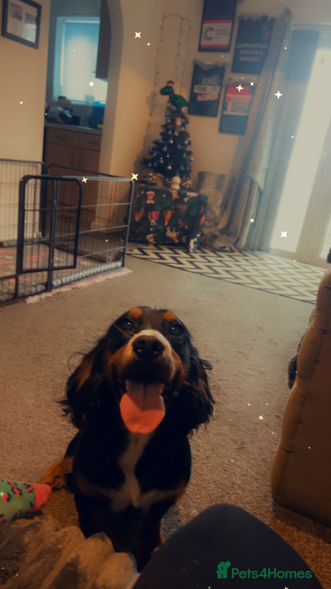 Cocker Spaniel dogs for sale: Looking for an active home  - Advert 1