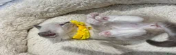 Ragdoll cats for sale: Stunning Fluffy Pure Pedigree Ragdoll Kittens - Advert 33