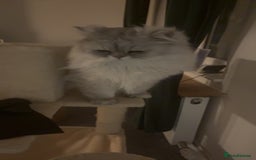 Persian cats for sale: Chinchilla Persian - Image 2
