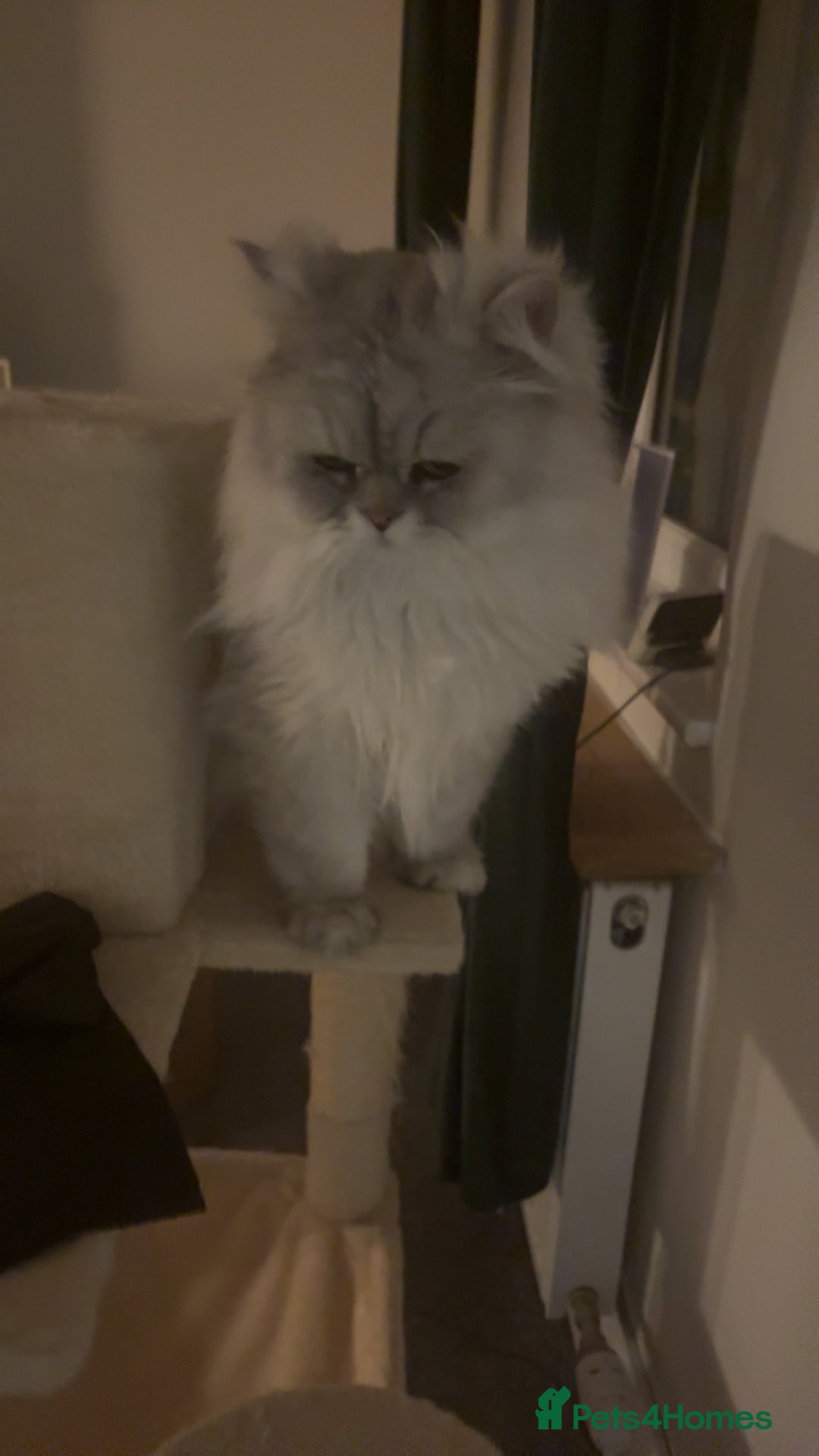 Persian cats for sale: Chinchilla Persian - Image 2
