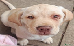 Labrador Retriever dogs for sale: Adorable Labrador Retriever Puppies  🐶💛 - Image 12