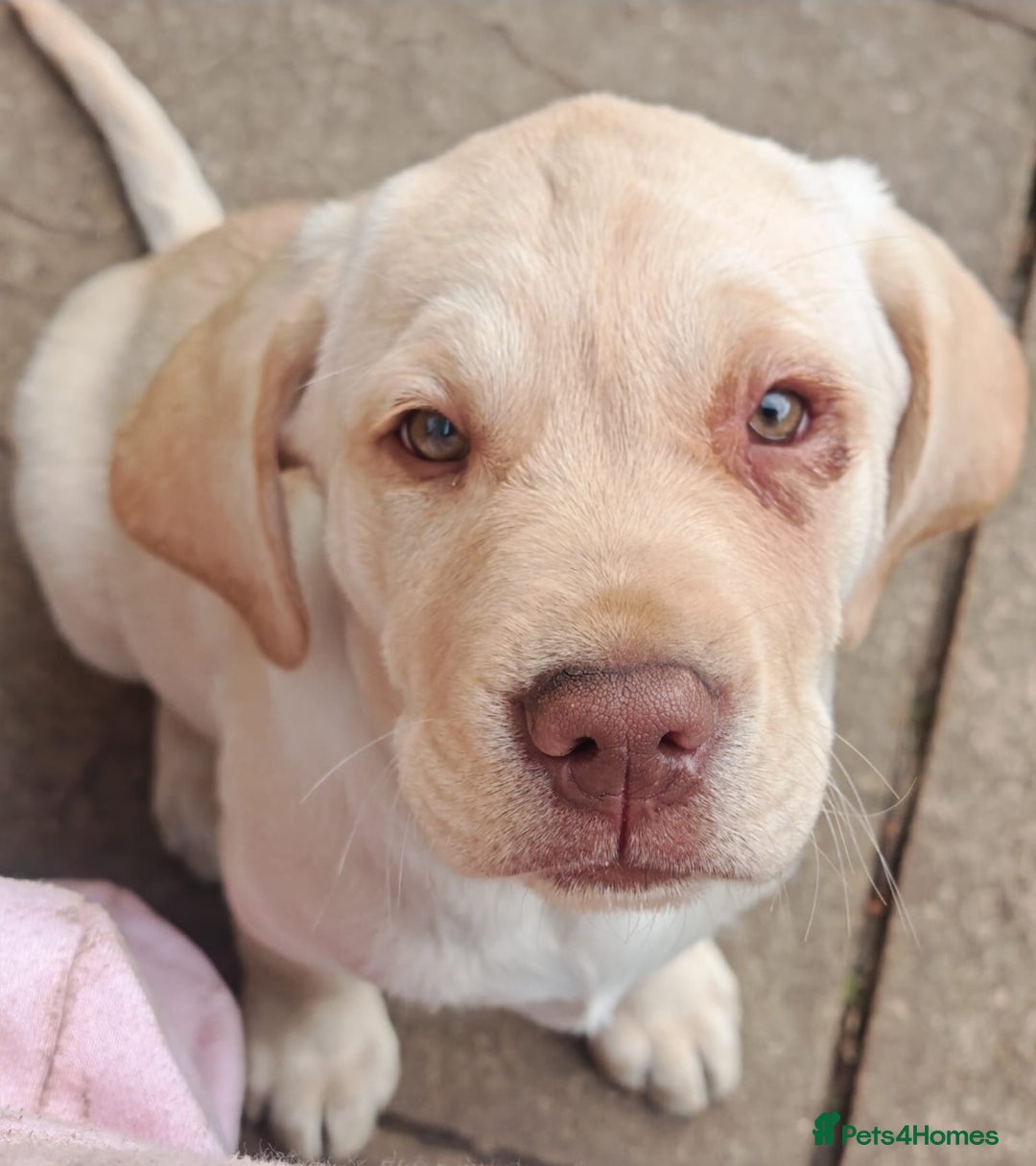 Labrador Retriever dogs for sale: Adorable Labrador Retriever Puppies  🐶💛 - Image 12