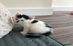 Mixed Breed cats for sale: Kittens - 2 boys 1 girl - ready to leave! - Image 5