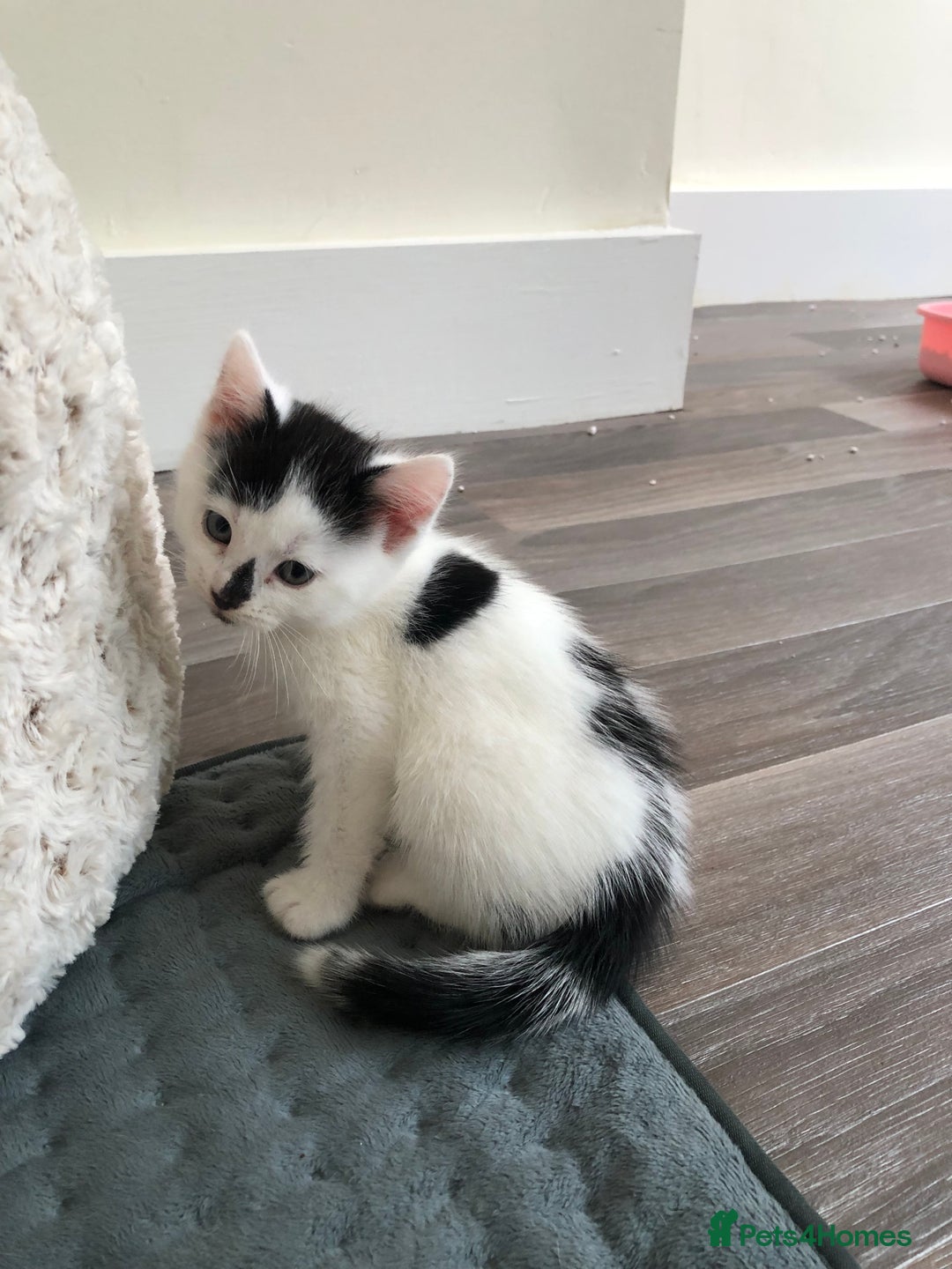 Mixed Breed cats for sale: Kittens - 2 boys 1 girl - ready to leave! - Image 5