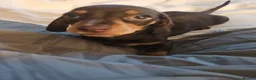 Dachshund dogs for sale: Female chocolate dachshund for sale - Advert 7