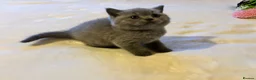 British Shorthair cats for sale: 🐾 Beautiful British Shorthair Kittens 🐾 in Huddersfield - Advert 13
