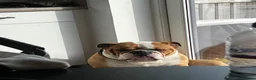 English Bulldog dogs for stud: Fawn & White English BullDog for Stud in Edinburgh - Advert 5
