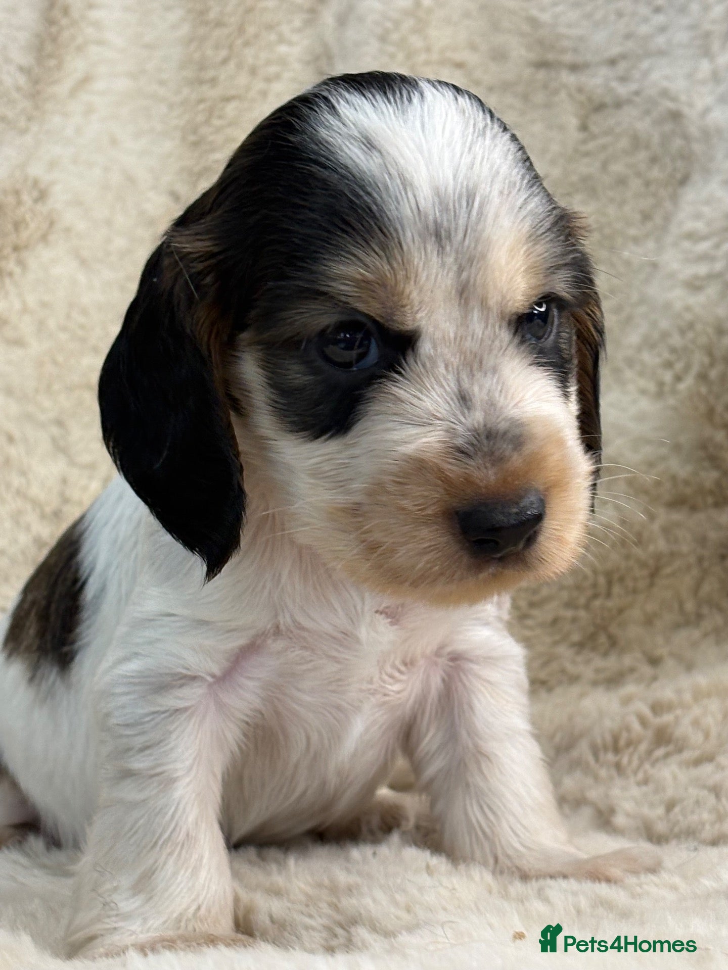 Cocker Spaniel dogs Extensively health tested show cocker spaniel pups - Advert 1