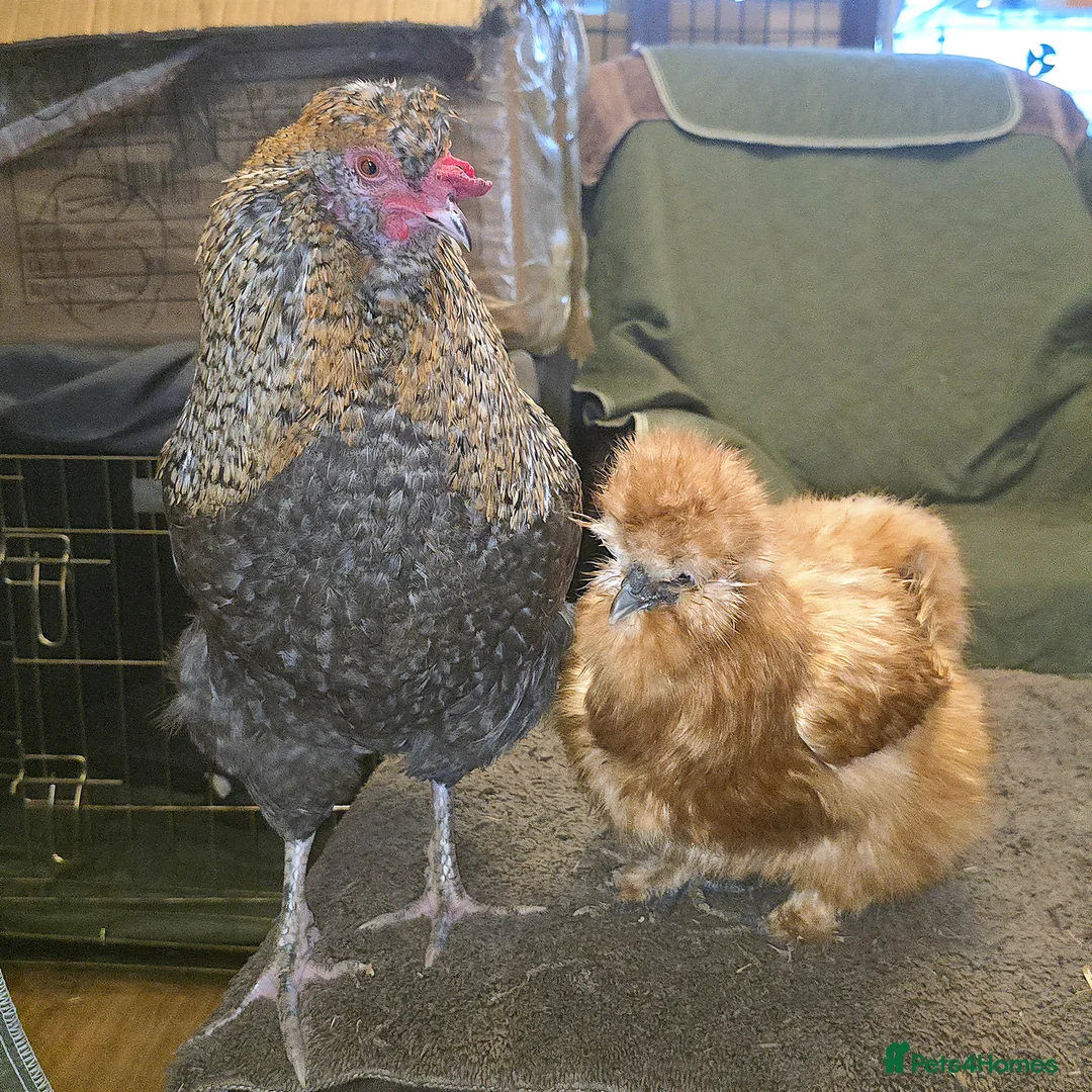 Chickens poultry for sale: Tame blue-gold Araucana cross boy - Advert 7