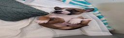 Staffordshire Bull Terrier dogs for sale: Stunning Staffordshire bull terrier puppies  - Advert 2