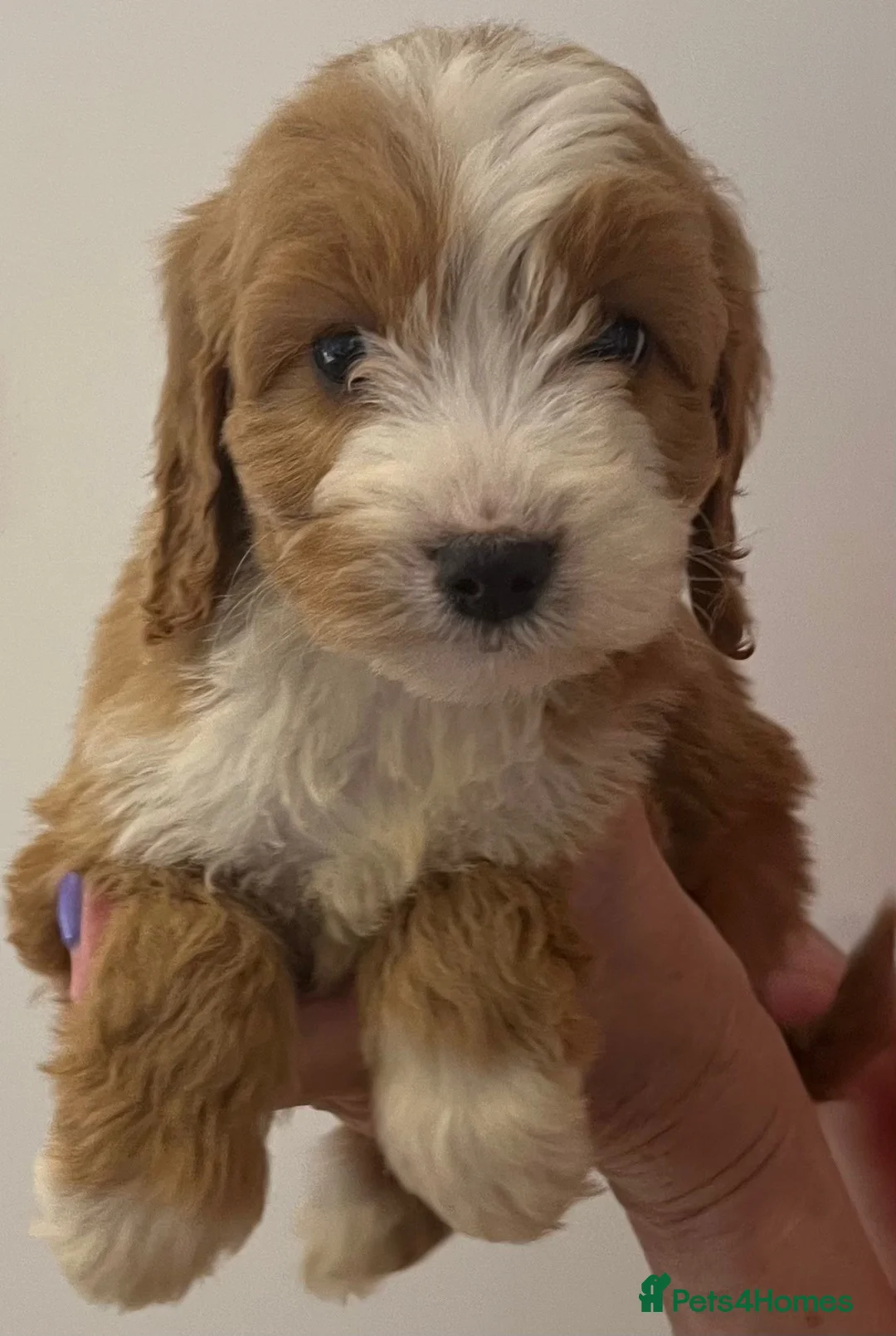 Cockapoo dogs for sale: F1 cockepoo  - Advert 6