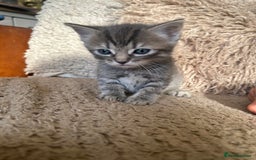 Ragdoll cats for sale: Half ragdoll kittens  - Image 5
