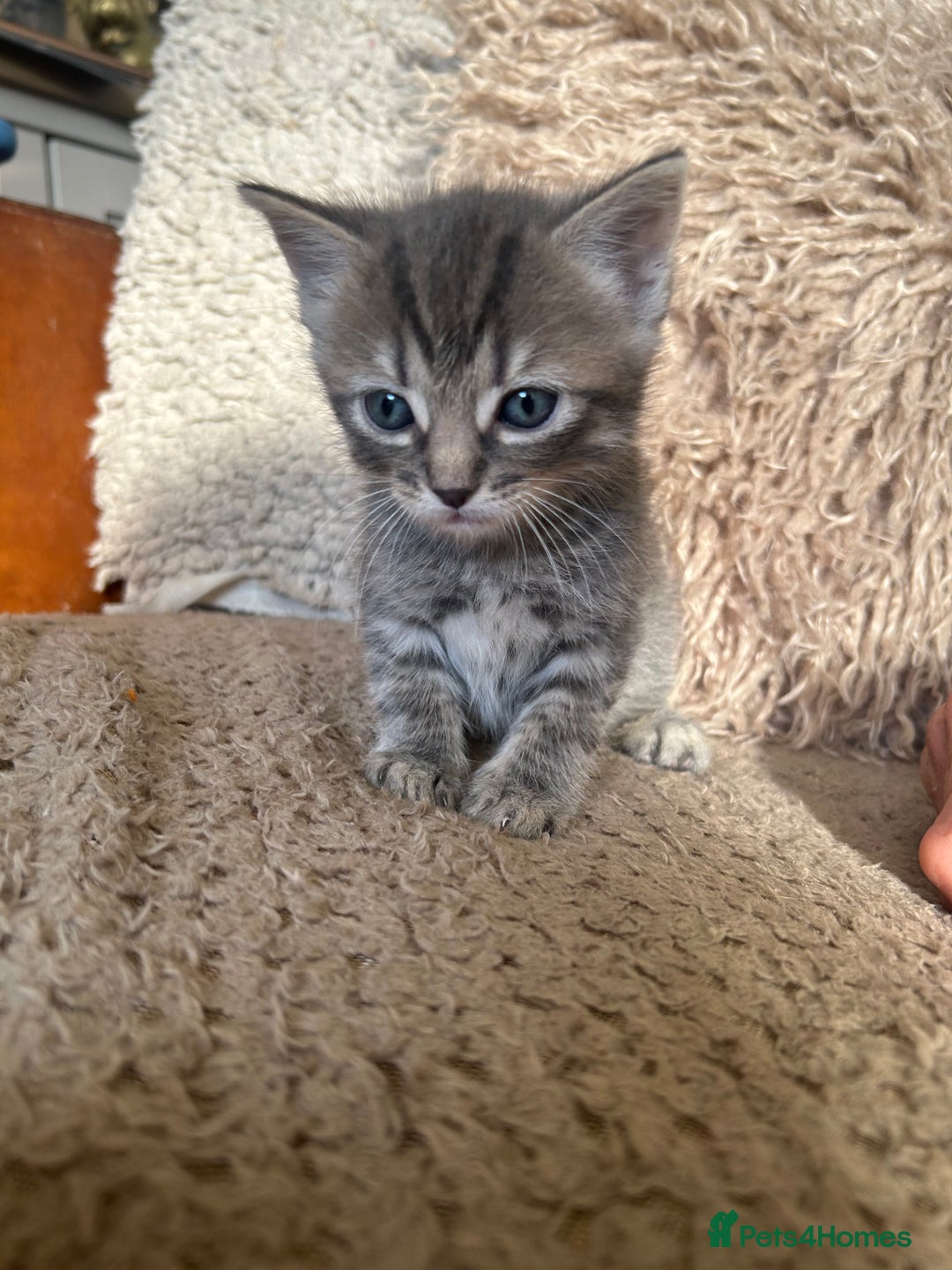 Ragdoll cats for sale: Half ragdoll kittens  - Image 5