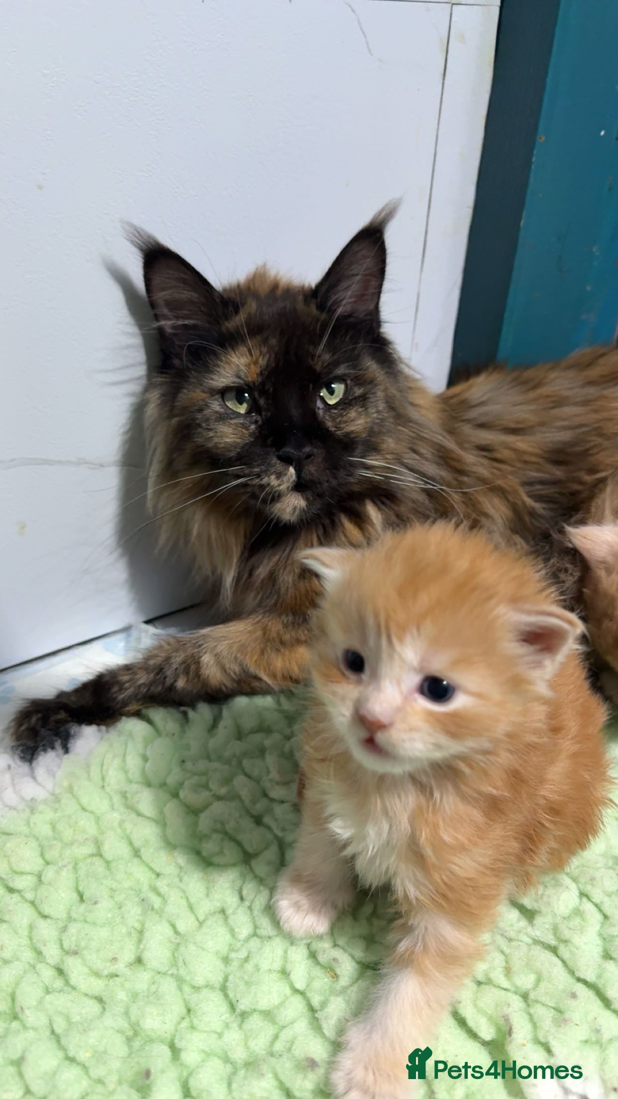 Maine Coon cats Big chunky Russian bloodline kittens - Advert 14