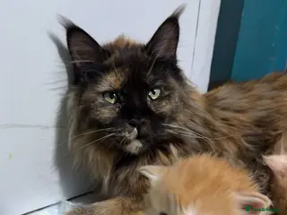 Maine Coon cats Big chunky Russian bloodline kittens - Advert 14