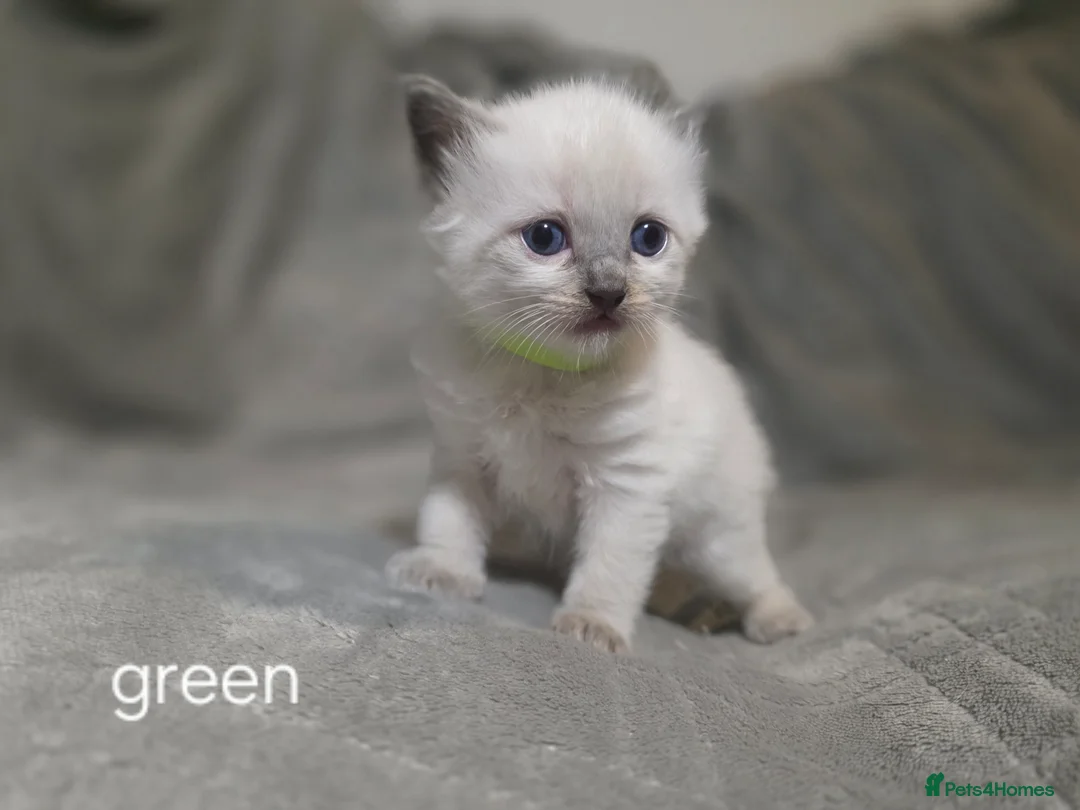 Ragdoll cats for sale: Ragdoll-cotton balls  - Advert 2