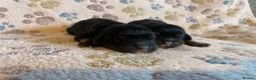 Cockapoo dogs for sale: F1 Cockapoo puppies  in Carnforth - Advert 18