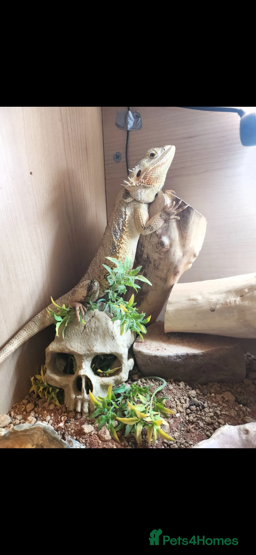 Bearded Dragon reptiles for sale: Bearded Dragon and viv - Advert 1