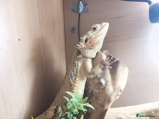 Bearded Dragon reptiles Lulu beautiful bearded dragon - Advert 1