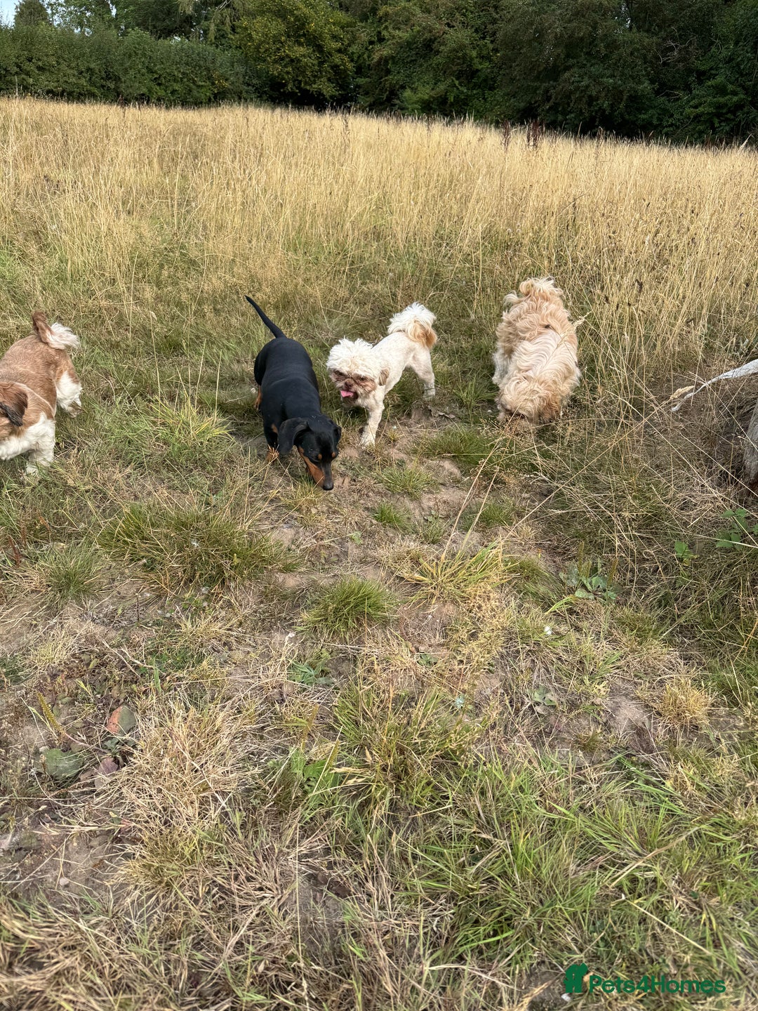 Shih Tzu dogs for sale: Adult shihtzu boy  - Image 4